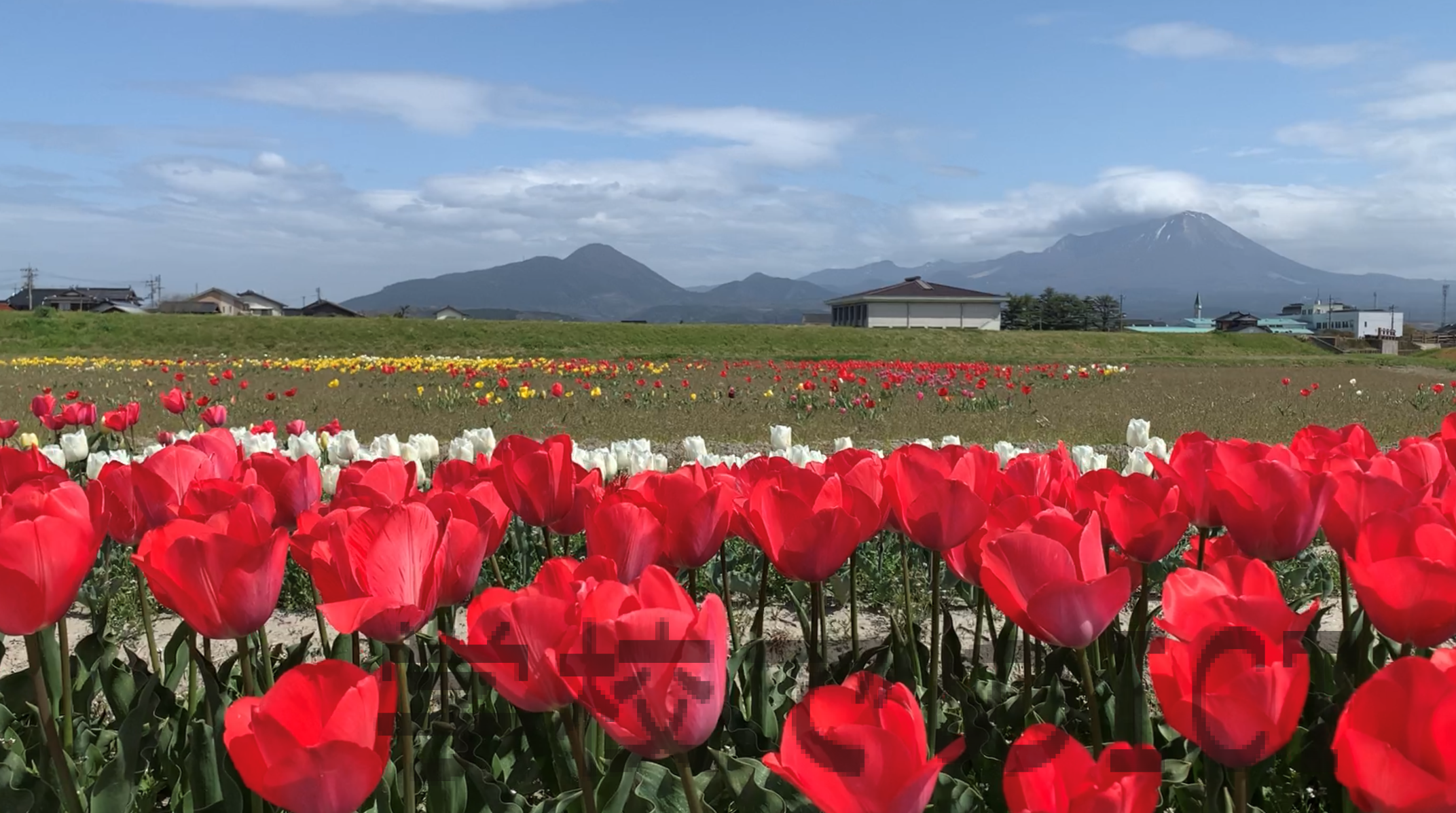 春の花を撮影するときのちょっとしたコツ